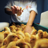 Топ-10 самых необычных профессий